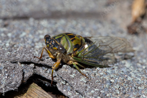 Green and Gold Cicada with Macro Details © Jeanne