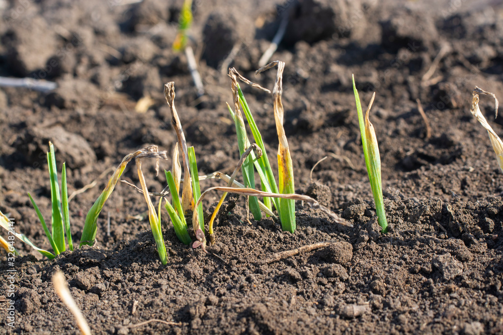 Young barley plants suffering from lack of moisture in spring. Young barley plants suffering from lack of moisture in spring.