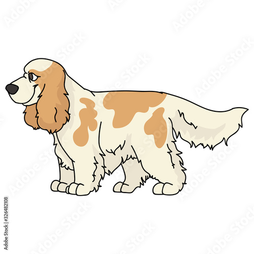 Cute cartoon cocker spaniel dog vector clipart. Pedigree kennel doggie breed for dog lovers. Purebred domestic puppy for pet parlor illustration mascot. Isolated canine English hunting breed. EPS 10. 