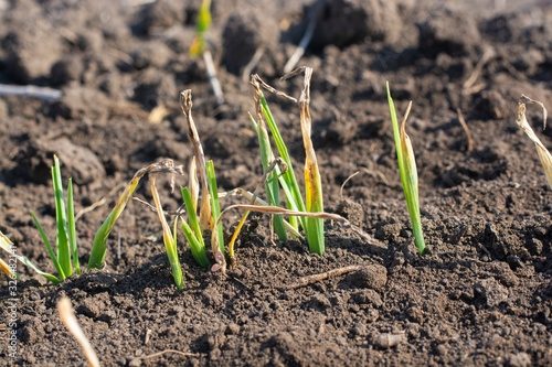 Young barley plants suffering from lack of moisture in spring.