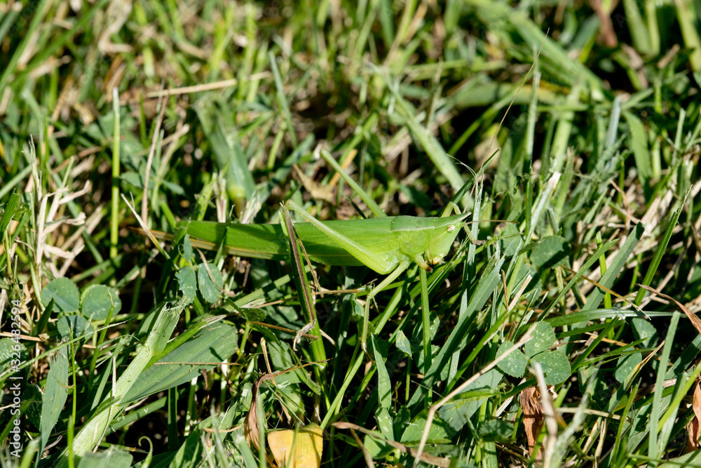Cone head Grasshopper in the grass Cone head Grasshopper in the grass