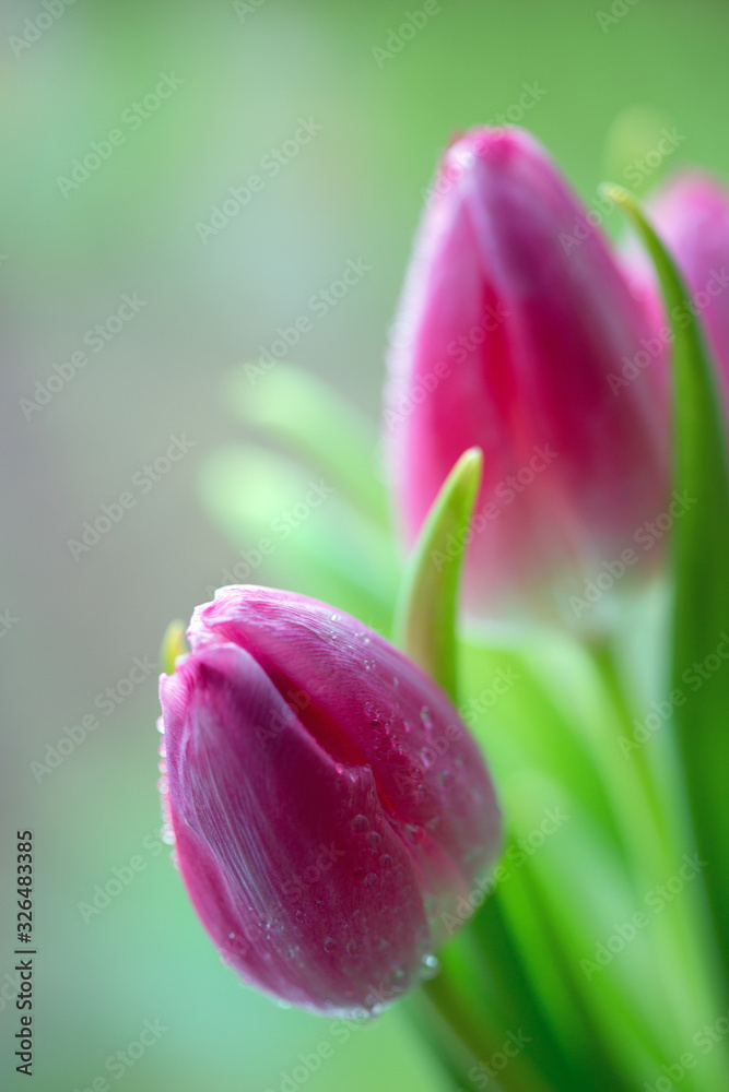 Fototapeta premium Pink tulips isolated on blur green background.