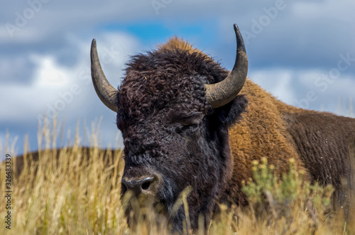 Buffalo in the grass at Yellowstone Park. Bison or buffalo are large, even-toed ungulates in the genus Bison within the subfamily Bovinae.