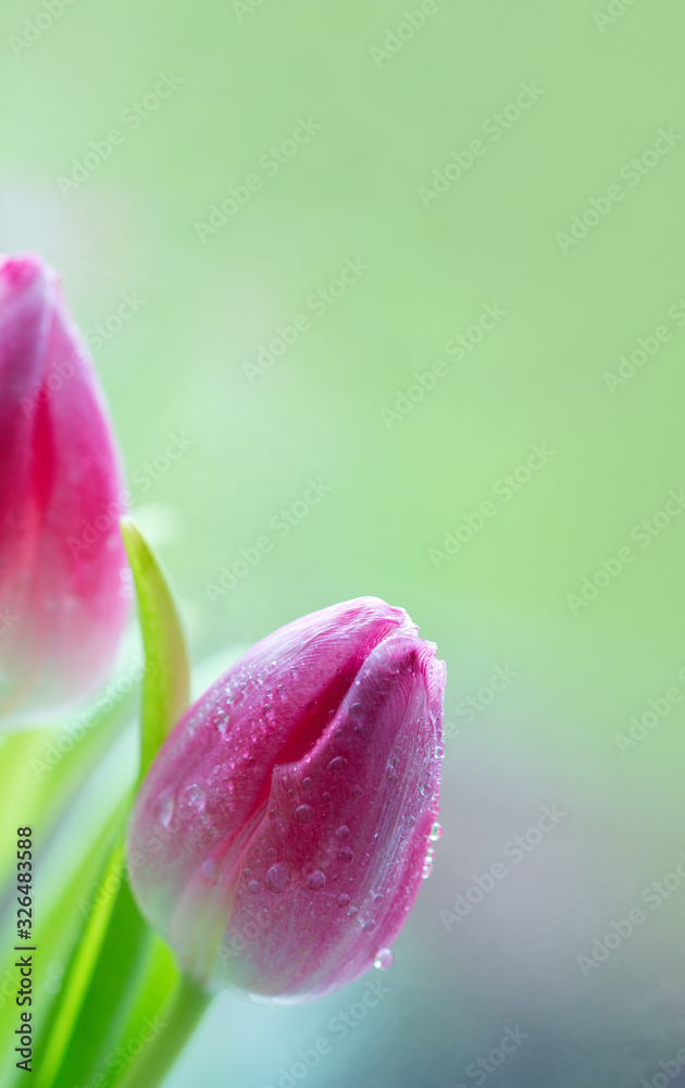 Fototapeta premium Pink tulips isolated on blur green background.
