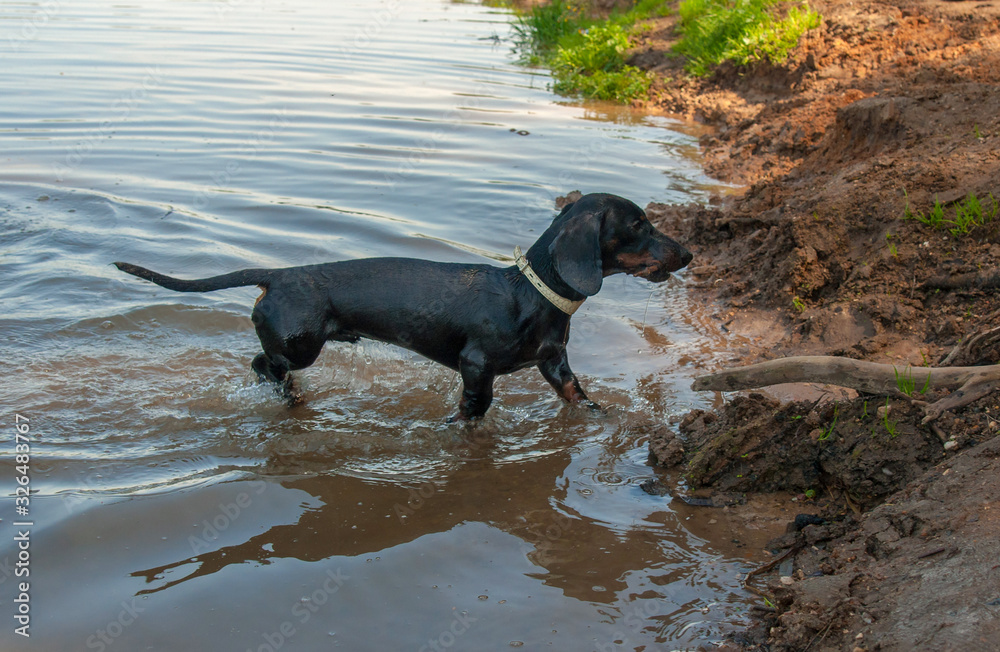 Black and tan dachshund puppy goes along lakes water to shore