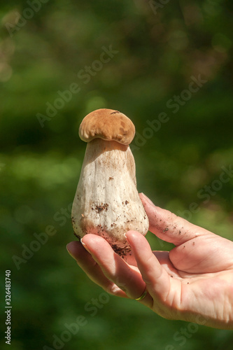Cep, penny bun, porcino or porcini (Boletus edulis) in woman's hand in forest