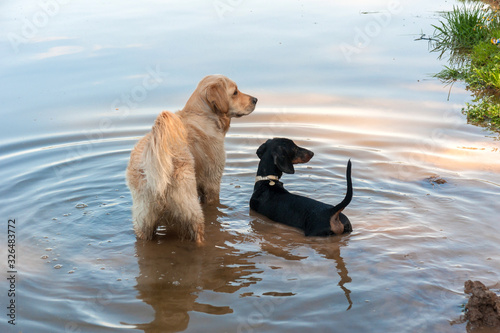 Black and tan dachshund puppy and golden retriever in lake