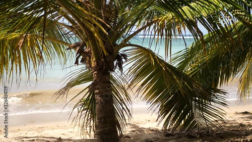 Footage of palm trees and leaf on beautiful sand beach Plage de la Breche on French Caribbean island Martinique. photo