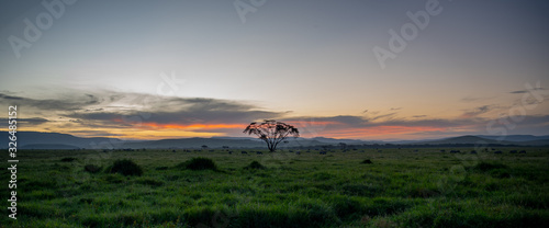 Sunset in the savannah