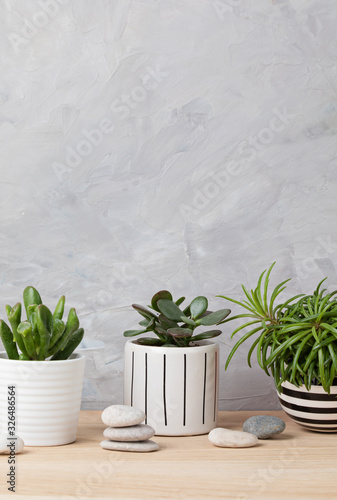 Fototapeta Naklejka Na Ścianę i Meble -  Collection of various succulents and plants in colored pots. Potted cactus and house plants against light wall. The stylish home garden