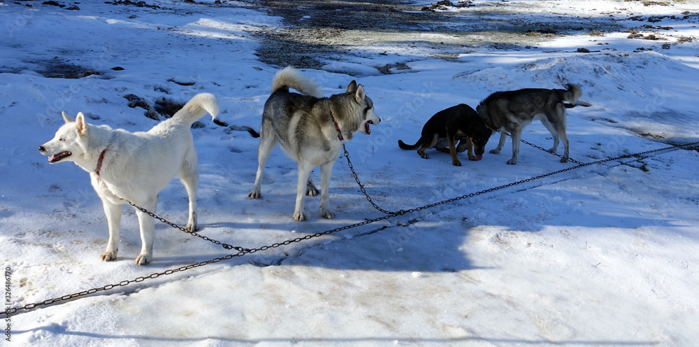 Gros plan sur les huskys au Plateau du Retord en France Gros plan sur les huskys au Plateau du Retord en France