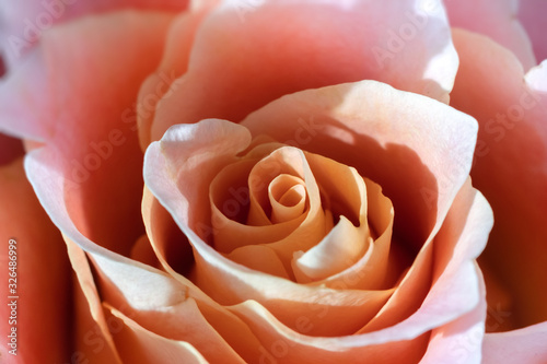 Soft peach (pink) colored rose with layers of petals, close up. Macro image of Beautiful Rose Flower. Selective focus.
