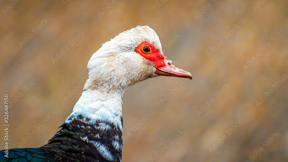 Musk duck closeup on blurred background. Ducks breeding on the farm_