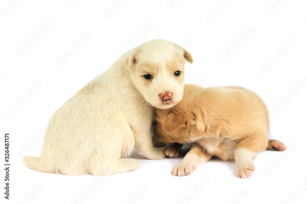 Cute little dog isolated on white background. Cute little dog isolated on white background.
