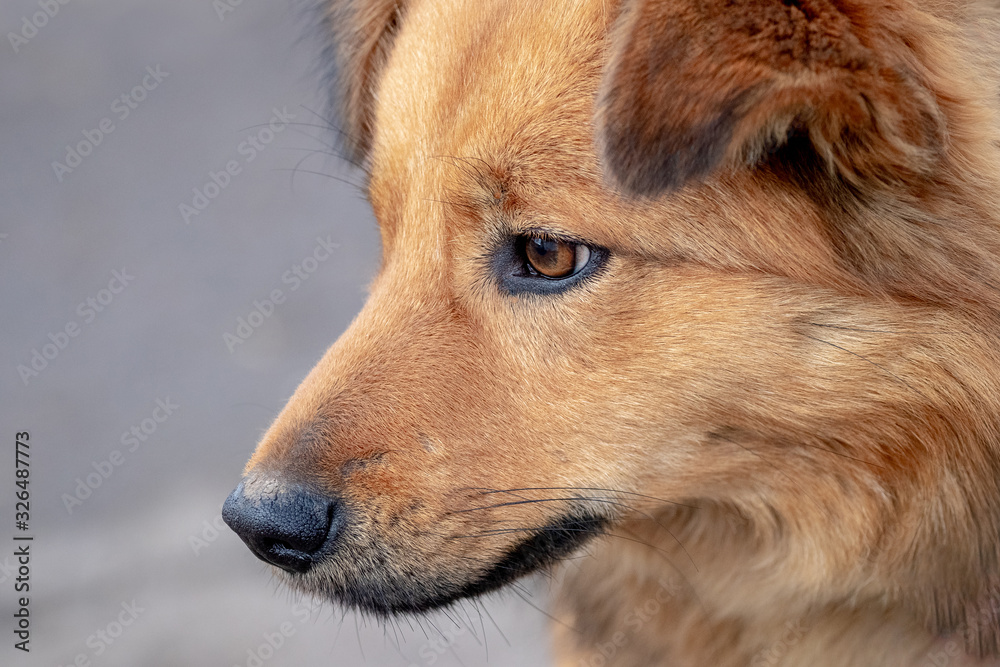 Portrait of dog with light brown wool in profile close up_