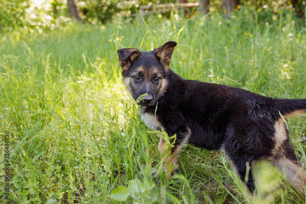 German shepherd puppy on the garden