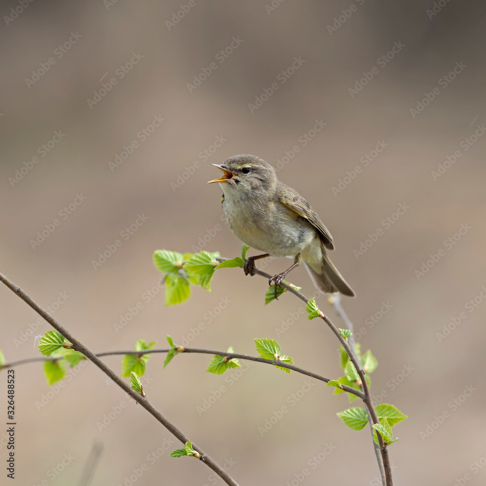 Common Chiffchaff (Phylloscopus collybita) perched on a branch. The common chiffchaff (Phylloscopus collybita), or simply the chiffchaff, is a common and widespread leaf warbler. Common Chiffchaff (Phylloscopus collybita) perched on a branch. The common chiffchaff (Phylloscopus collybita), or simply the chiffchaff, is a common and widespread leaf warbler.