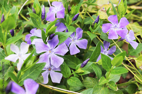 花