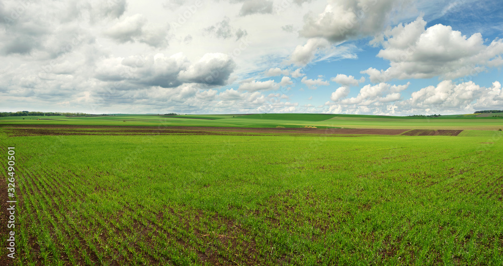 lines of young winter wheat shoots on big field with clouds sky