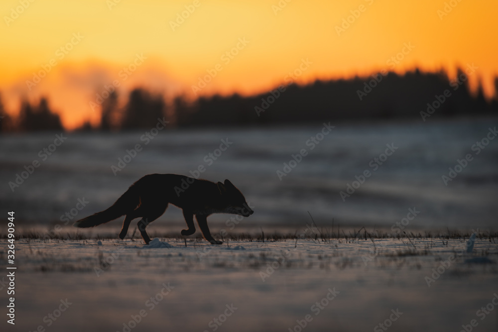 Silhouette of the Red Fox (Vulpes vulpes) on meadow covered with snow Silhouette of the Red Fox (Vulpes vulpes) on meadow covered with snow