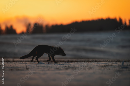 Silhouette of the Red Fox (Vulpes vulpes) on meadow covered with snow