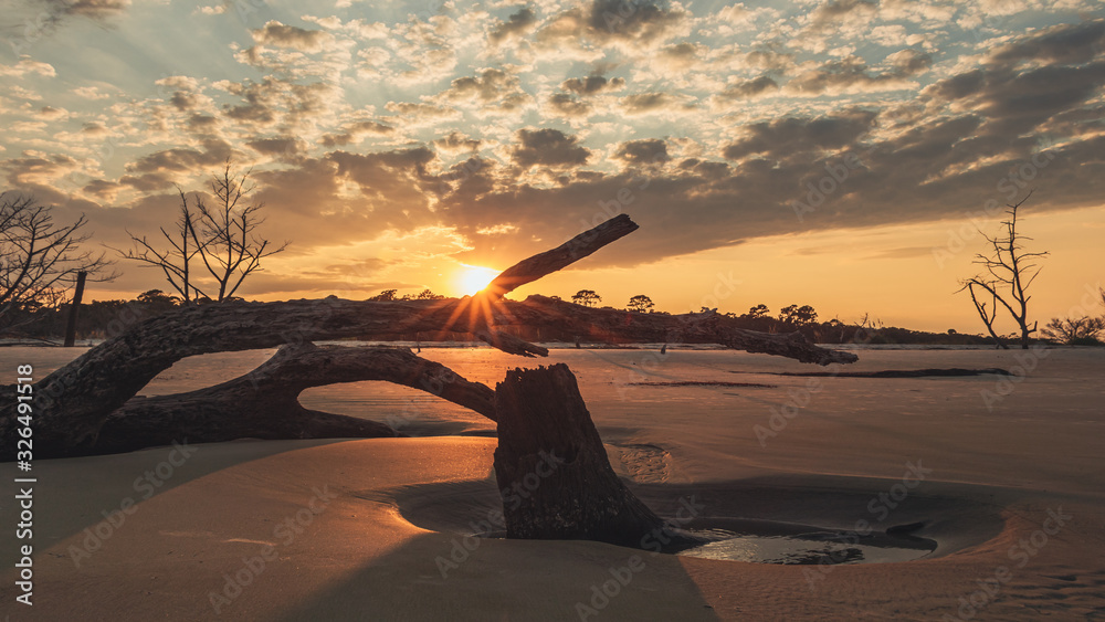 Obraz premium Sun flare through dead wood with a colorful orange sunset on driftwood beach, Jekyll Island, Georgia.