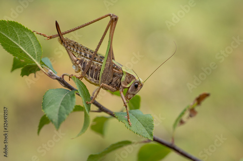 Female of The wart biter grasshopper Decticus verrucivorus in Romania photo