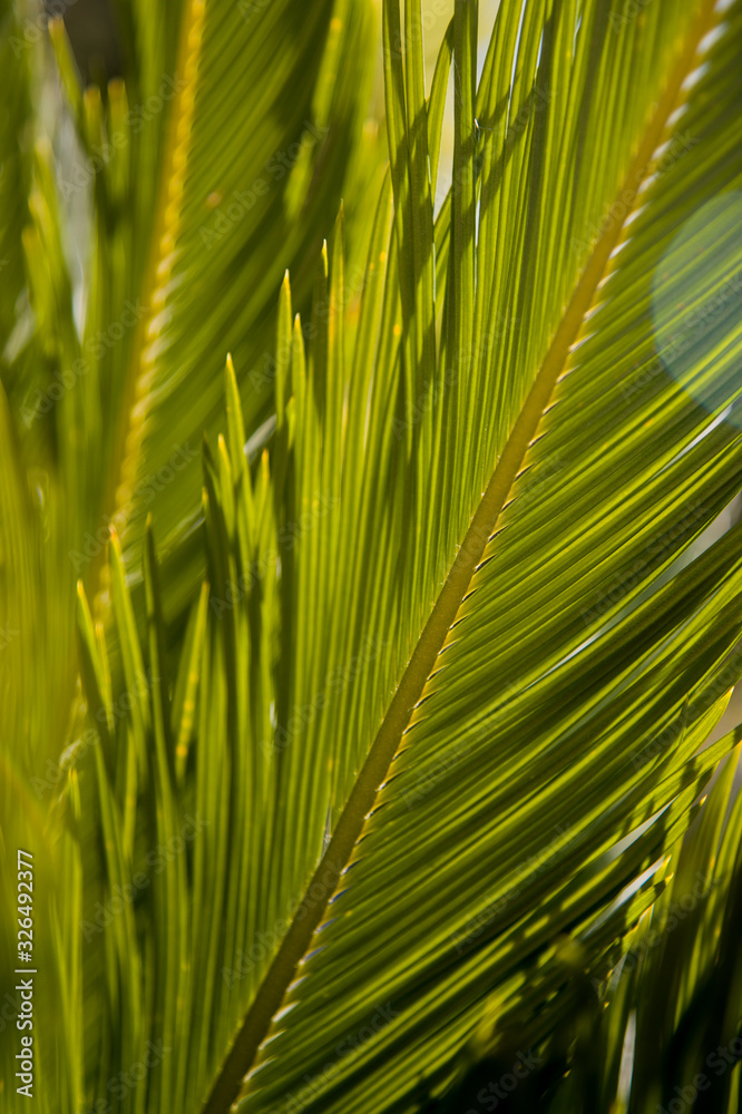 cyca leaf backlit in the garden cyca leaf backlit in the garden