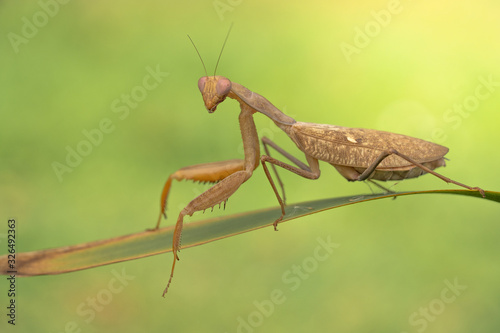 African mantis or common green mantis Sphodromantis gastrica in brown color