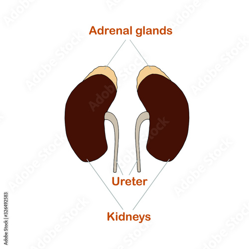 Kidneys, adrenal gland urinary tract scheme art design stock vector illustration for web, for print