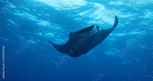 Manta ray at revillagigedo archipelago, Mexico.