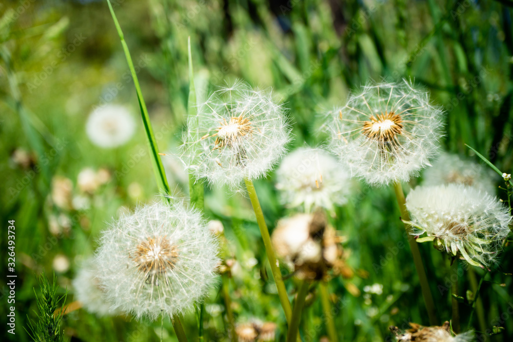 Dandelion flower with dandelion seeds in the green grass. Summer background. Flowering of dandelions landscape, spring, ecology, floral concept Dandelion flower with dandelion seeds in the green grass. Summer background. Flowering of dandelions landscape, spring, ecology, floral concept