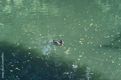 ducks in the pond