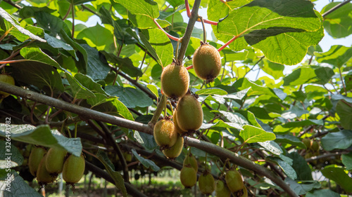 kiwi fruits at june month