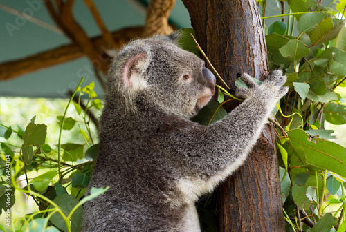 Fototapeta Naklejka Na Ścianę i Meble -  A cute koala relaxing on eucalyptus tree with green leafs at the Australian zoo