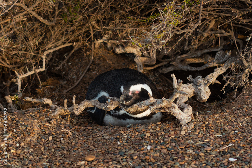 Wild male magellanic penguin sleeping in its traditional nest on the ground at the Atlantic ocean shore at Argentina during spring Wild male magellanic penguin sleeping in its traditional nest on the ground at the Atlantic ocean shore at Argentina during spring