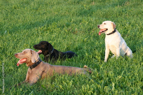 Labradore und Weimaraner auf einer Wiese photo