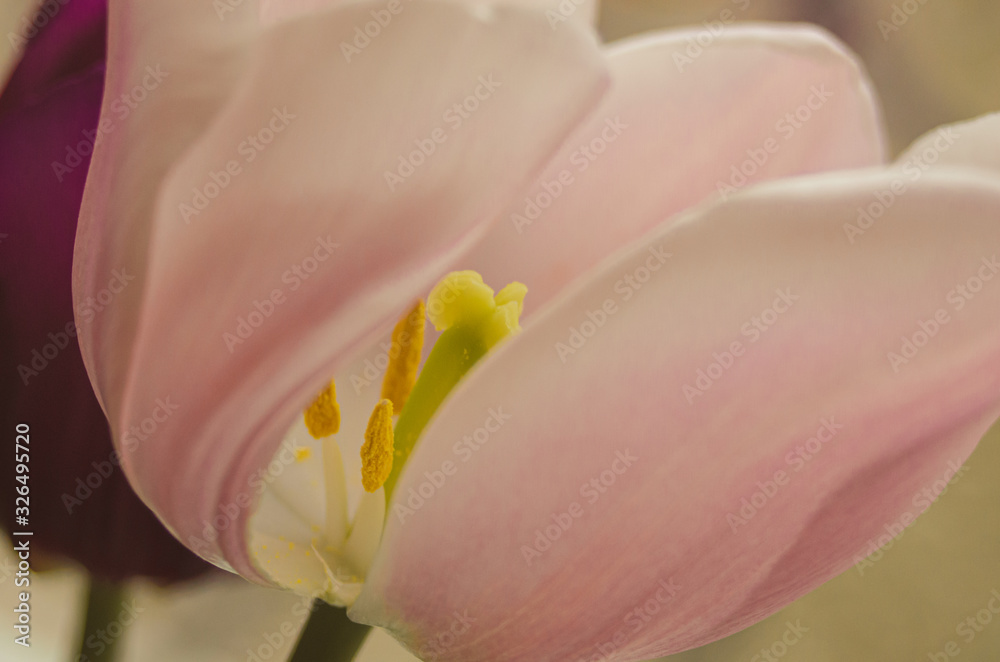 Close up of a pink and white tulip 