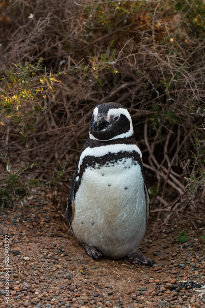 Naklejka premium Wild male magellanic penguin near its traditional nest on the ground at the Atlantic ocean shore at Argentina during spring