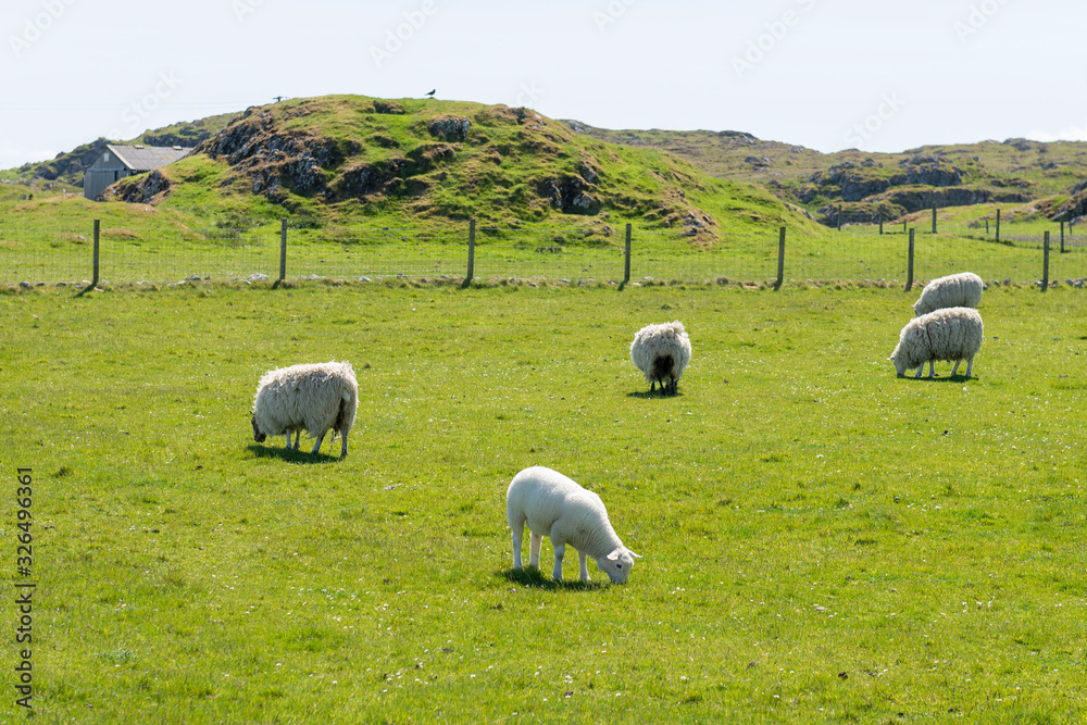 Fototapeta premium White sheep in a meadow at Scotland, United Kingdom.