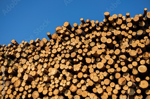 Freshly cut pine tree logs piled up against blue sky in port of Gdynia, Poland