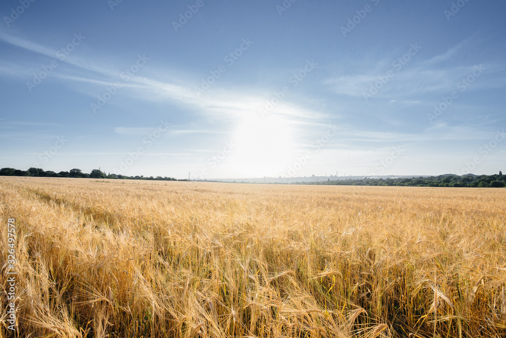 A large field of Mature wheat at sunset. Agricultural industry