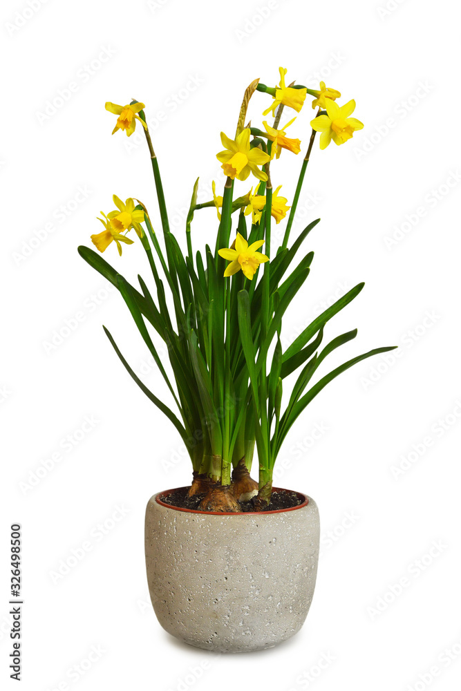Daffodils in flower pot isolated on white background