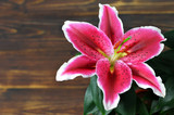 Lily flower on wooden background with copy space