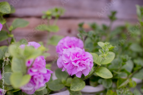 petunia blossoming in the garden with violet  pink flowers.Colorful terry petunia grows on a balcony. Lush colorful buds of flowers with green leaves.Fluffy blossoming Petunia Bud pink