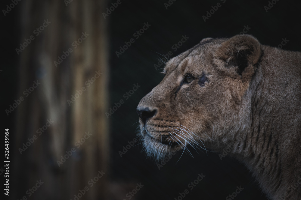 Naklejka premium Close-up of a lioness from the side
