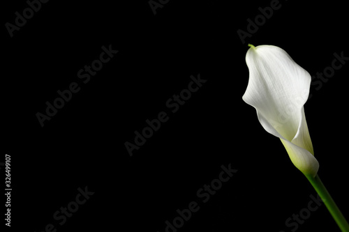 Calla lily isolated on black background