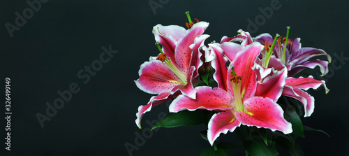 Fotografie MothersDay card. Lily flowers on dark background with copy space