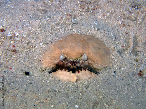 Smooth Box Crab  Calappa calappa 