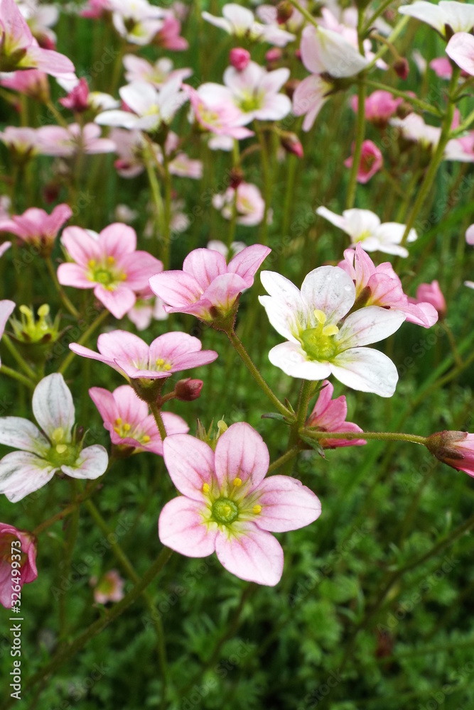 pink flowers in the garden pink flowers in the garden